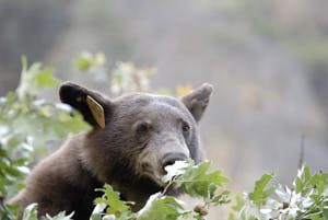  yosemite<br>NIKON D200, 240 mm, 400 ISO,  1/50 sec,  f : 5.3 